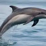 Ein Delfin springt elegant aus dem Wasser und zeigt seine beeindruckende Körperbeherrschung im offenen Meer.
