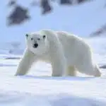 Ein Eisbär bewegt sich durch die verschneite Arktis und blickt aufmerksam in die Kamera.