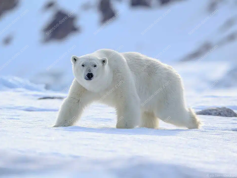 Ein Eisbär bewegt sich durch die verschneite Arktis und blickt aufmerksam in die Kamera.