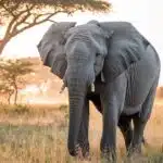 Ein afrikanischer Elefant steht in der goldenen Abendsonne der Savanne, umgeben von Akazienbäumen und trockenem Grasland.