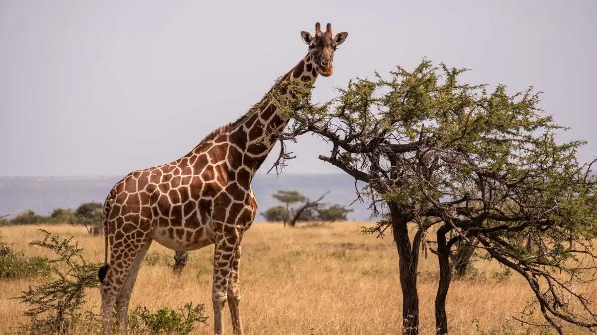 Eine Giraffe steht in der Savanne und frisst Blätter von einem Akazienbaum.