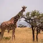 Eine Giraffe steht in der Savanne und frisst Blätter von einem Akazienbaum.