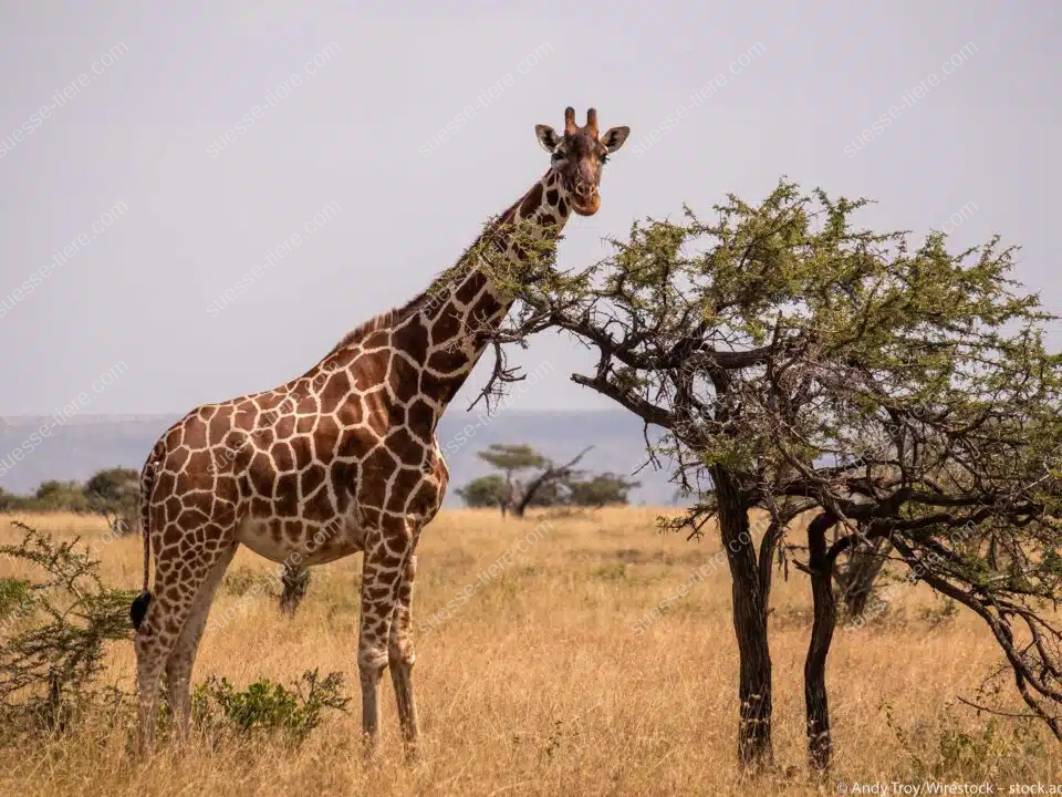 Eine Giraffe steht in der Savanne und frisst Blätter von einem Akazienbaum.