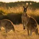Zwei Kängurus in einer weiten australischen Graslandschaft bei goldenem Sonnenuntergang, eines stehend, das andere grasend.