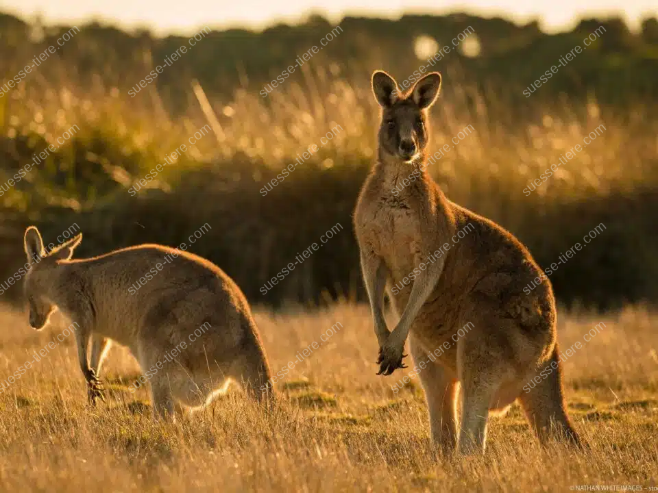Zwei Kängurus in einer weiten australischen Graslandschaft bei goldenem Sonnenuntergang, eines stehend, das andere grasend.