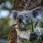 Ein Koala sitzt an einem Baum und frisst frische Eukalyptusblätter, während er mit seinen Pfoten einen Zweig hält.