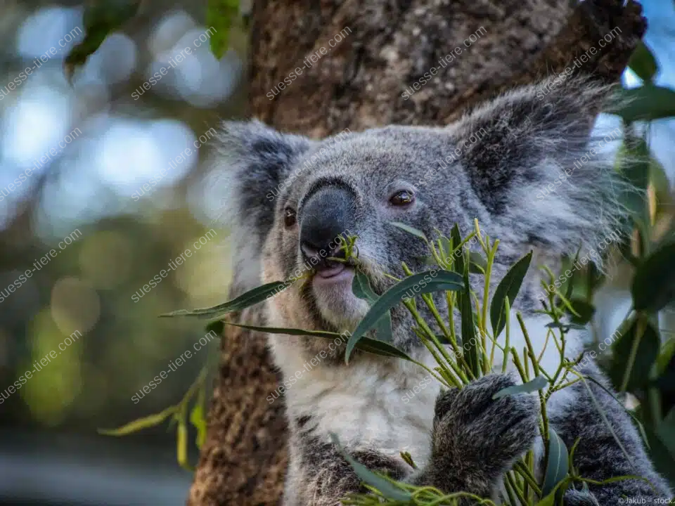Ein Koala sitzt an einem Baum und frisst frische Eukalyptusblätter, während er mit seinen Pfoten einen Zweig hält.
