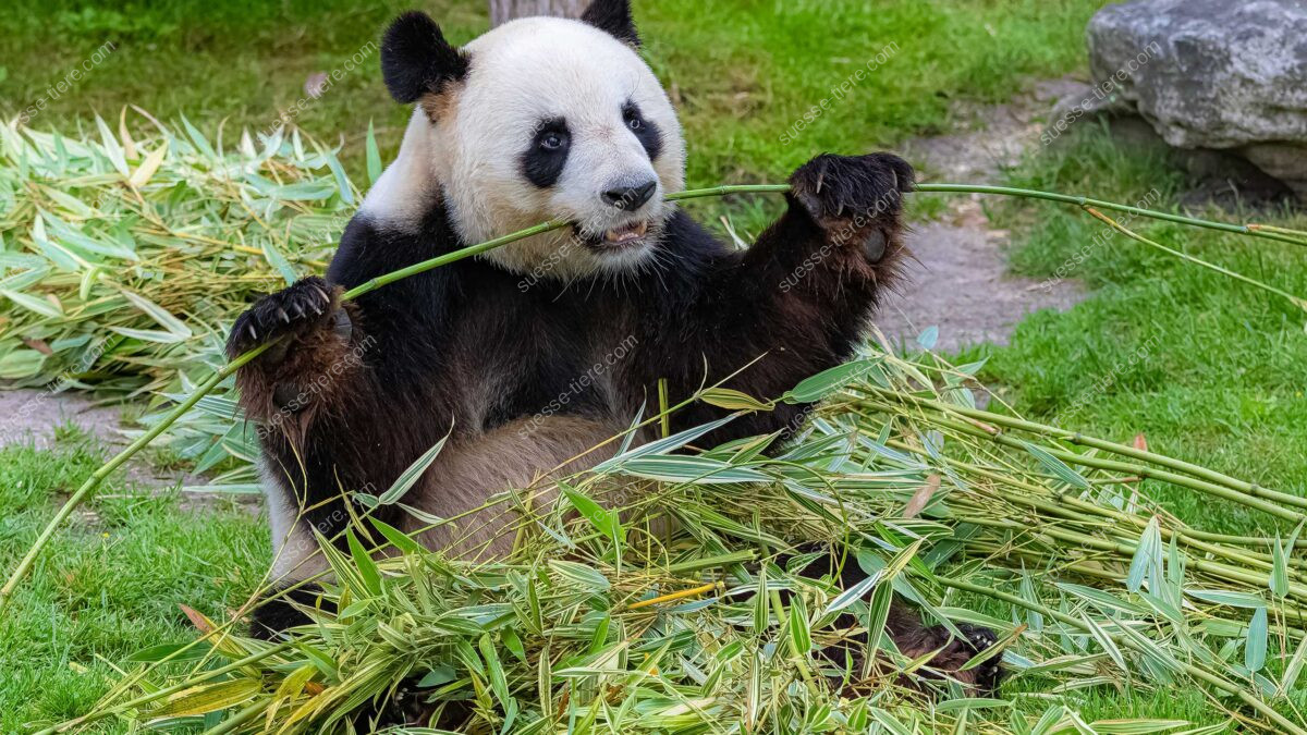 Ein großer Panda sitzt auf einer Wiese und frisst genüsslich Bambus, umgeben von grünen Halmen und Blättern.