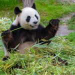 Ein großer Panda sitzt auf einer Wiese und frisst genüsslich Bambus, umgeben von grünen Halmen und Blättern.