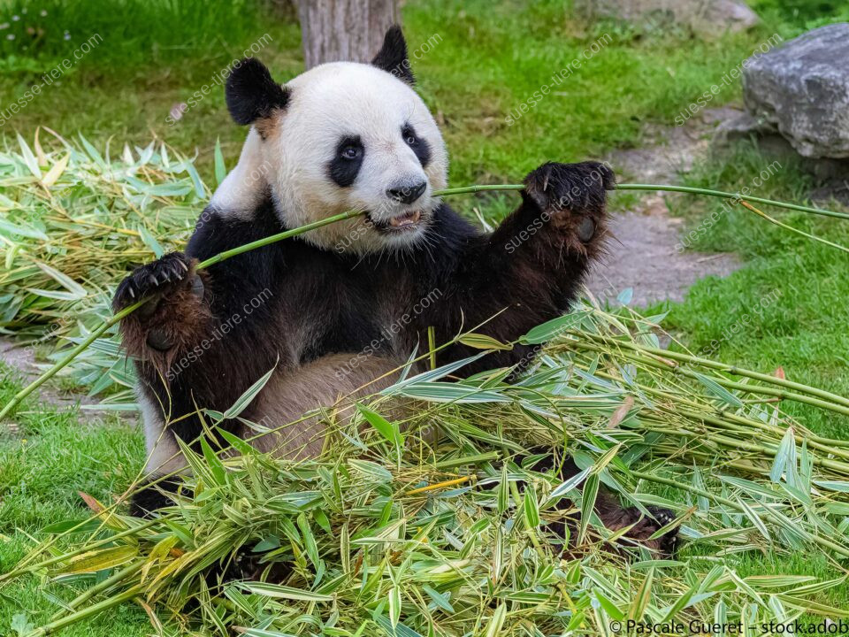 Ein großer Panda sitzt auf einer Wiese und frisst genüsslich Bambus, umgeben von grünen Halmen und Blättern.