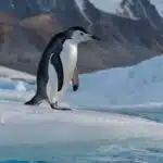 Ein Pinguin steht auf einem Eisberg vor einer beeindruckenden antarktischen Landschaft mit schneebedeckten Bergen und klarem blauem Wasser.