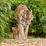 Ein majestätischer Tiger streift durch einen Bambuswald, während sein Junges neugierig hinter ihm herläuft.