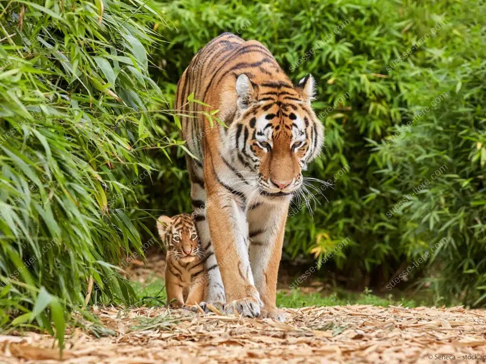 Ein majestätischer Tiger streift durch einen Bambuswald, während sein Junges neugierig hinter ihm herläuft.