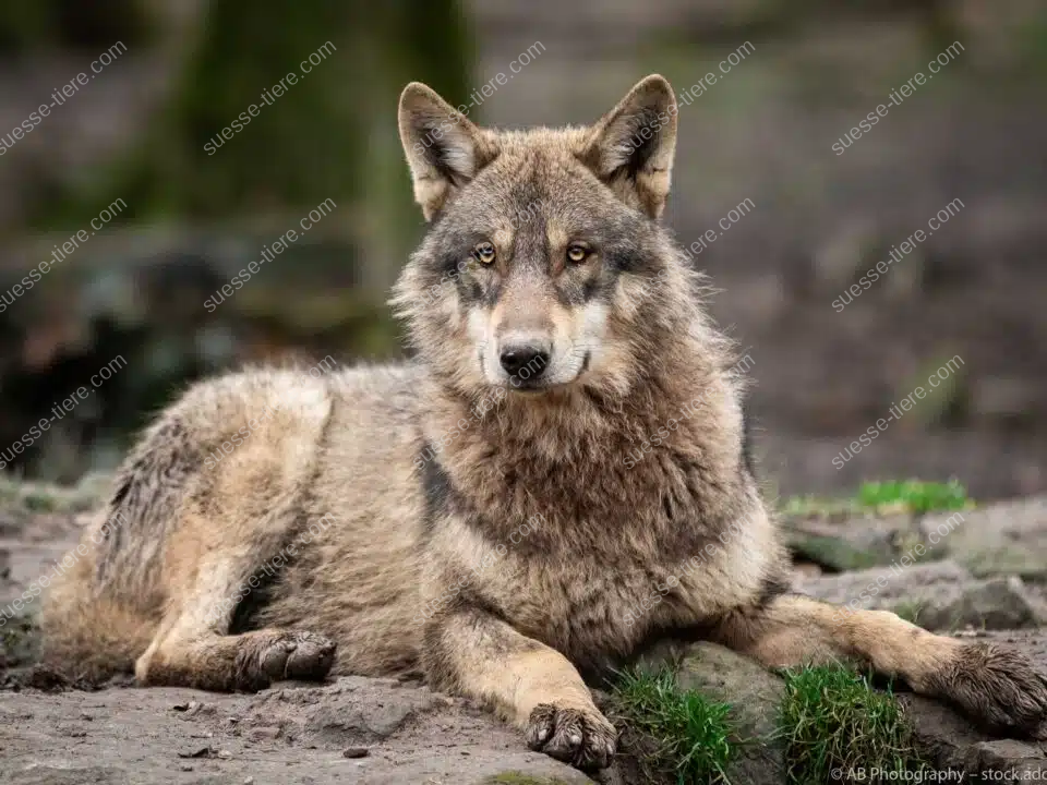 Ein Wolf liegt entspannt auf dem Waldboden und beobachtet wachsam seine Umgebung.
