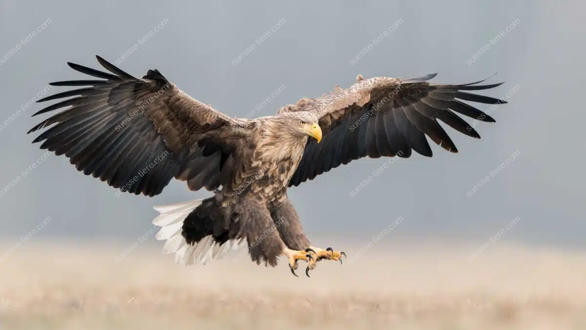 Ein majestätischer Adler mit ausgebreiteten Schwingen im Anflug auf seine Beute.