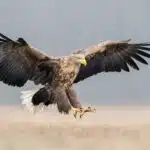 Ein majestätischer Adler mit ausgebreiteten Schwingen im Anflug auf seine Beute.