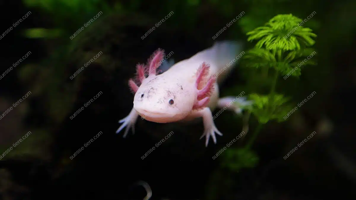 Ein Axolotl mit rosa Kiemen schwimmt in klarem Wasser zwischen Wasserpflanzen.