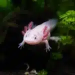 Ein Axolotl mit rosa Kiemen schwimmt in klarem Wasser zwischen Wasserpflanzen.