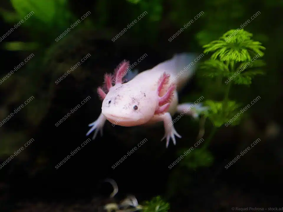 Ein Axolotl mit rosa Kiemen schwimmt in klarem Wasser zwischen Wasserpflanzen.