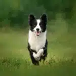 Ein schwarz-weißer Border Collie läuft mit fröhlichem Blick durch eine grüne Wiese.