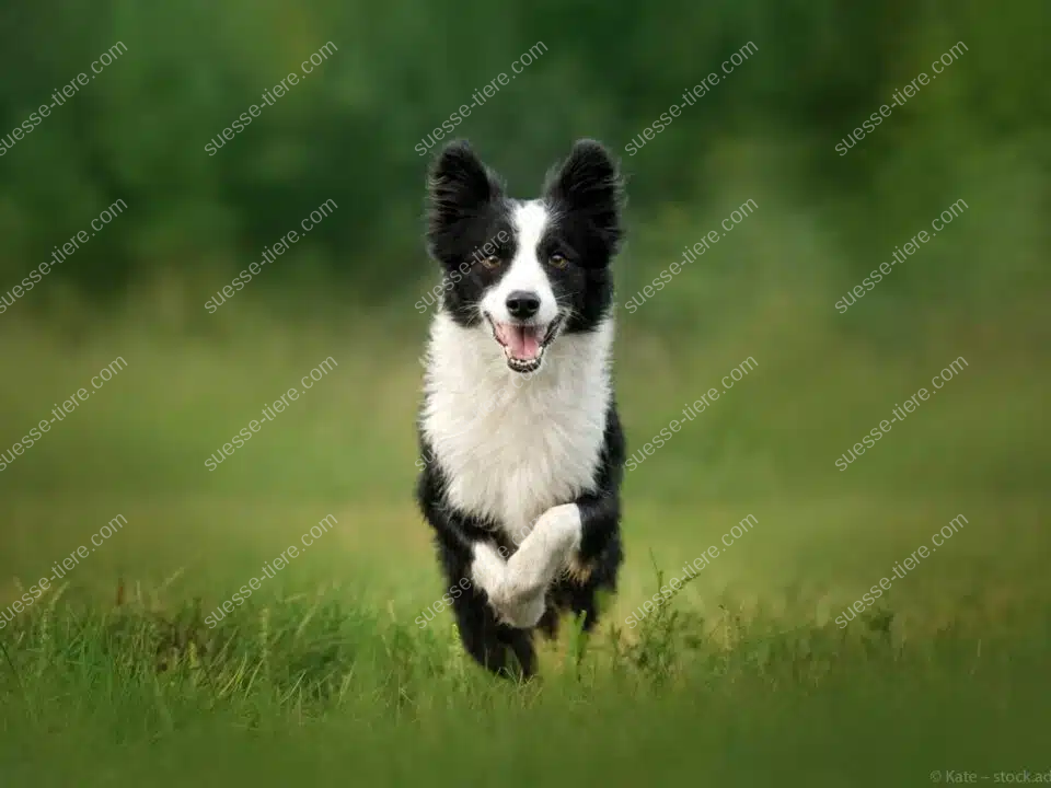 Ein schwarz-weißer Border Collie läuft mit fröhlichem Blick durch eine grüne Wiese.