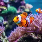 Ein orange-weißer Clownfisch schwimmt zwischen violetten Anemonen in einem tropischen Korallenriff.