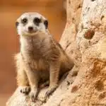 Ein Erdmännchen sitzt aufmerksam auf einem Felsen, umgeben von trockener Savannenlandschaft.