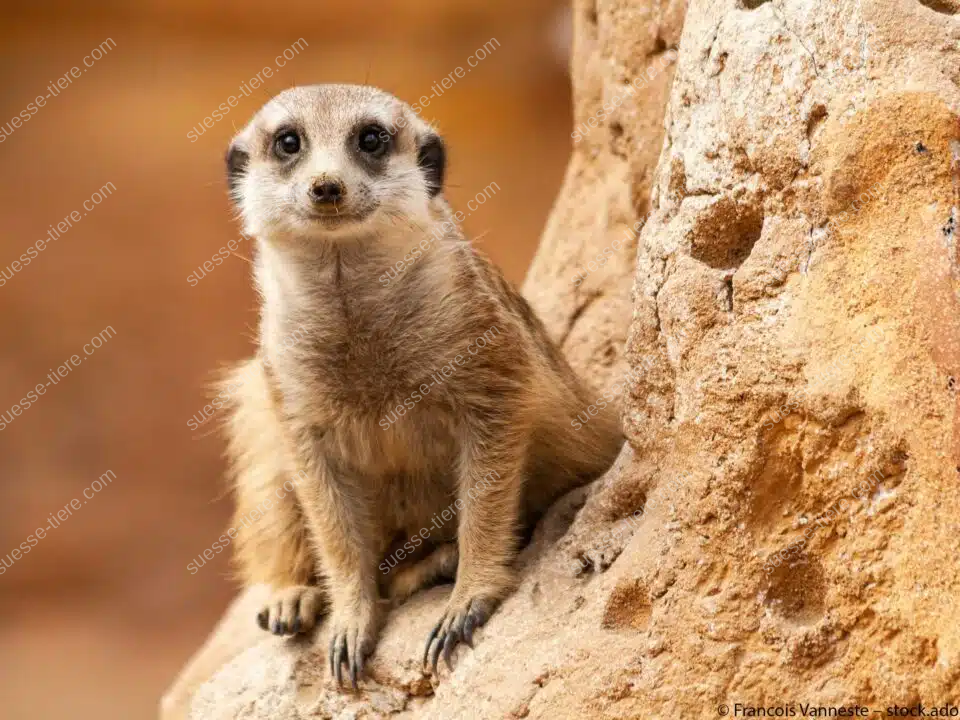 Ein Erdmännchen sitzt aufmerksam auf einem Felsen, umgeben von trockener Savannenlandschaft.