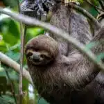 Ein Faultier hängt an einem Ast im tropischen Regenwald und blickt entspannt in die Kamera.