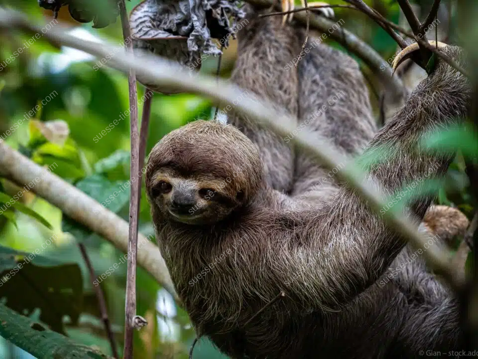 Ein Faultier hängt an einem Ast im tropischen Regenwald und blickt entspannt in die Kamera.