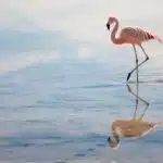 Ein Flamingo mit rosa Gefieder läuft durch flaches Wasser, seine Spiegelung ist auf der ruhigen Wasseroberfläche deutlich zu sehen.