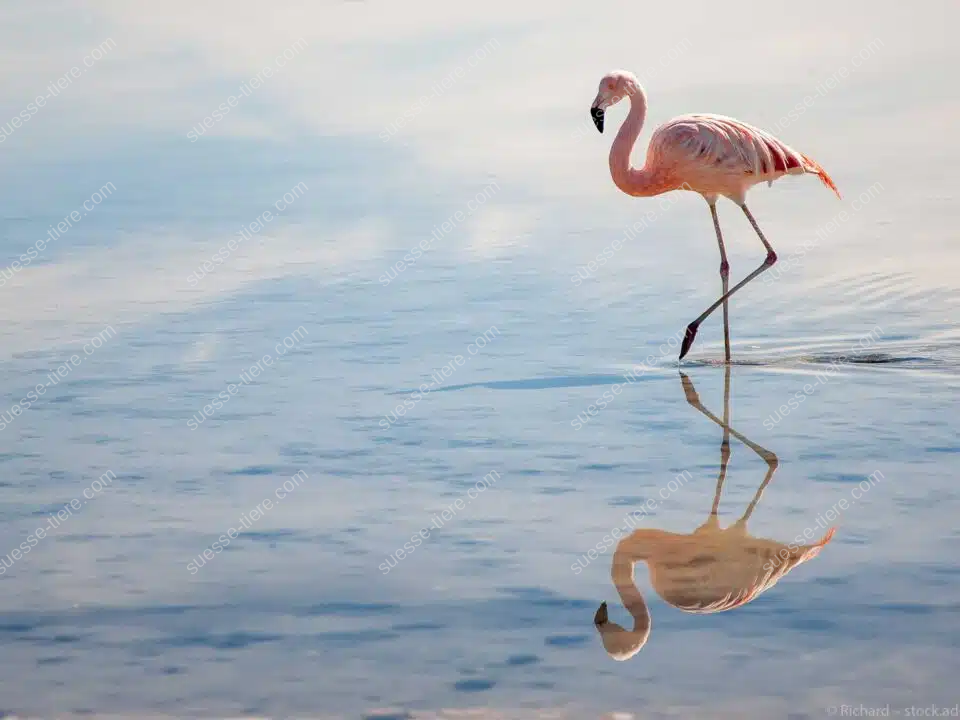 Ein Flamingo mit rosa Gefieder läuft durch flaches Wasser, seine Spiegelung ist auf der ruhigen Wasseroberfläche deutlich zu sehen.