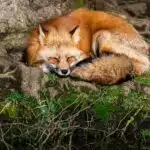 Ein roter Fuchs schläft eingerollt auf einer moosbewachsenen Wurzel im Wald, sein buschiger Schwanz bedeckt seinen Körper.