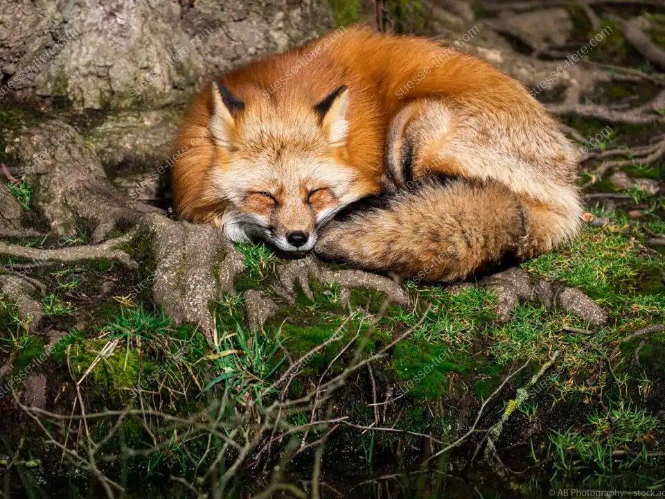 Ein roter Fuchs schläft eingerollt auf einer moosbewachsenen Wurzel im Wald, sein buschiger Schwanz bedeckt seinen Körper.