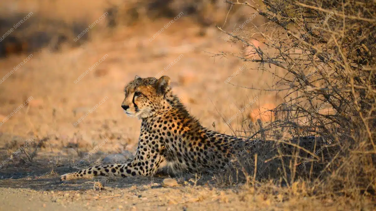 Ein Gepard liegt entspannt im Schatten eines Busches in der afrikanischen Savanne.