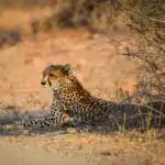 Ein Gepard liegt entspannt im Schatten eines Busches in der afrikanischen Savanne.