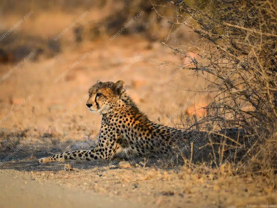 Ein Gepard liegt entspannt im Schatten eines Busches in der afrikanischen Savanne.