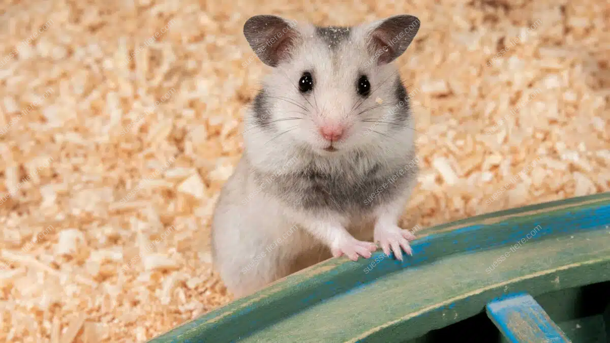 Ein neugieriger Hamster sitzt auf Holzspänen und schaut in die Kamera.