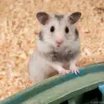 Ein neugieriger Hamster sitzt auf Holzspänen und schaut in die Kamera.