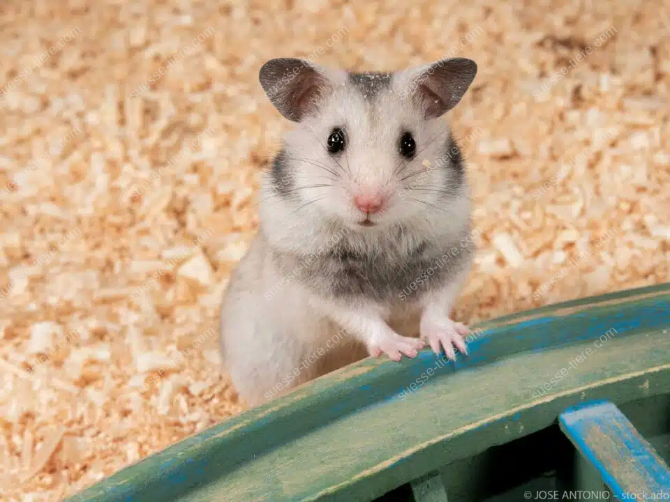 Ein neugieriger Hamster sitzt auf Holzspänen und schaut in die Kamera.