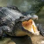 Ein großes Krokodil liegt halb im Wasser, halb am Ufer hat sein Maul weit geöffnet, seine kräftigen Zähne sind deutlich sichtbar.