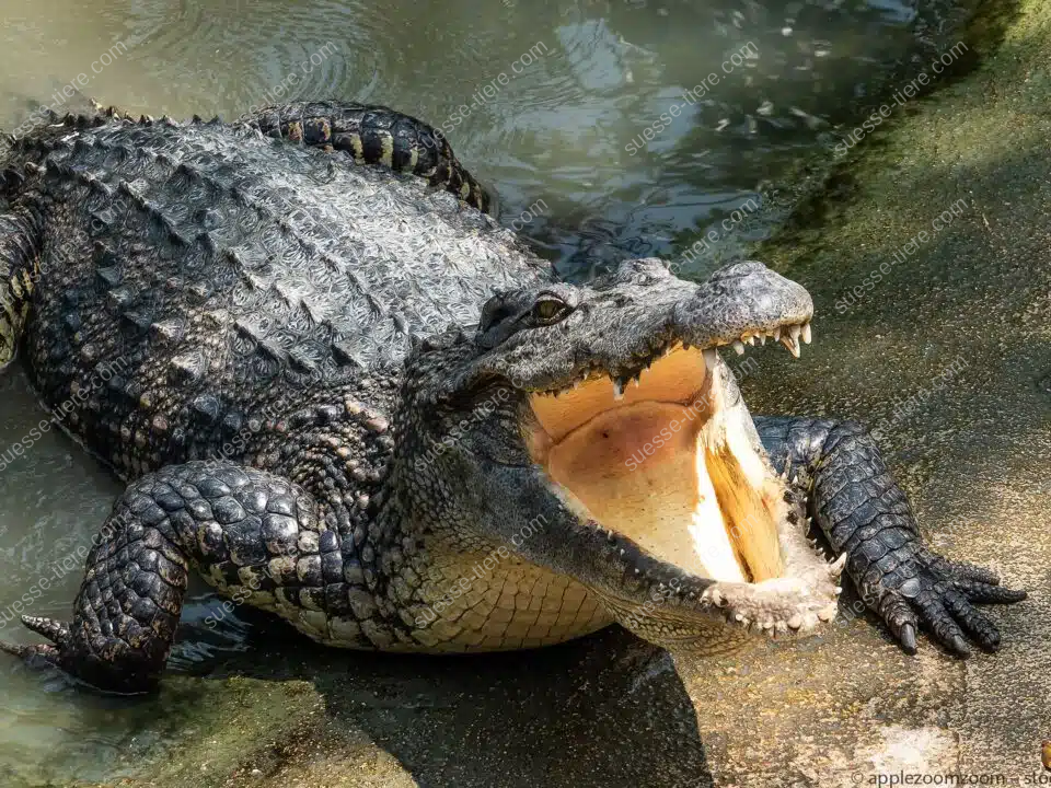 Ein großes Krokodil liegt halb im Wasser, halb am Ufer hat sein Maul weit geöffnet, seine kräftigen Zähne sind deutlich sichtbar.