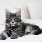 Eine Maine Coon Katze mit dichtem Fell und buschigem Schwanz liegt in einer natürlichen Umgebung.