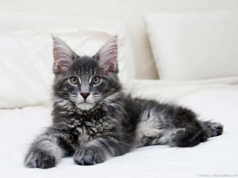 Eine Maine Coon Katze mit dichtem Fell und buschigem Schwanz liegt in einer natürlichen Umgebung.