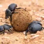 Drei schwarze Mistkäfer bewegen gemeinsam eine Dungkugel über sandigen Untergrund.