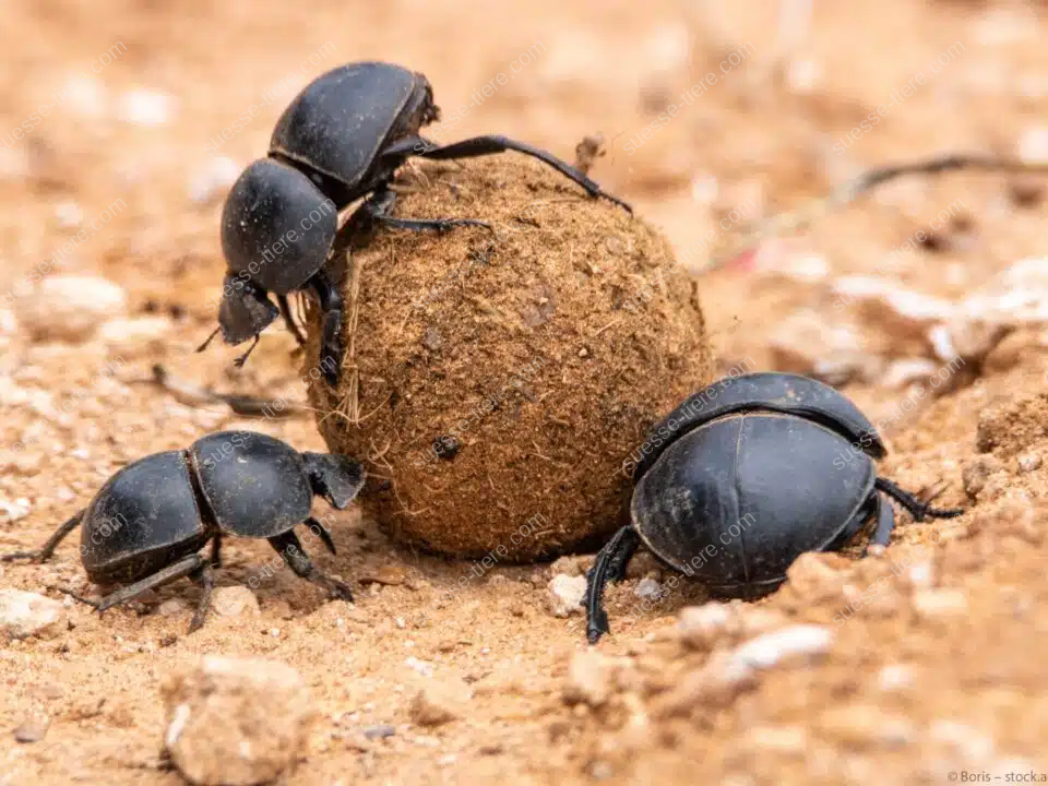 Drei schwarze Mistkäfer bewegen gemeinsam eine Dungkugel über sandigen Untergrund.