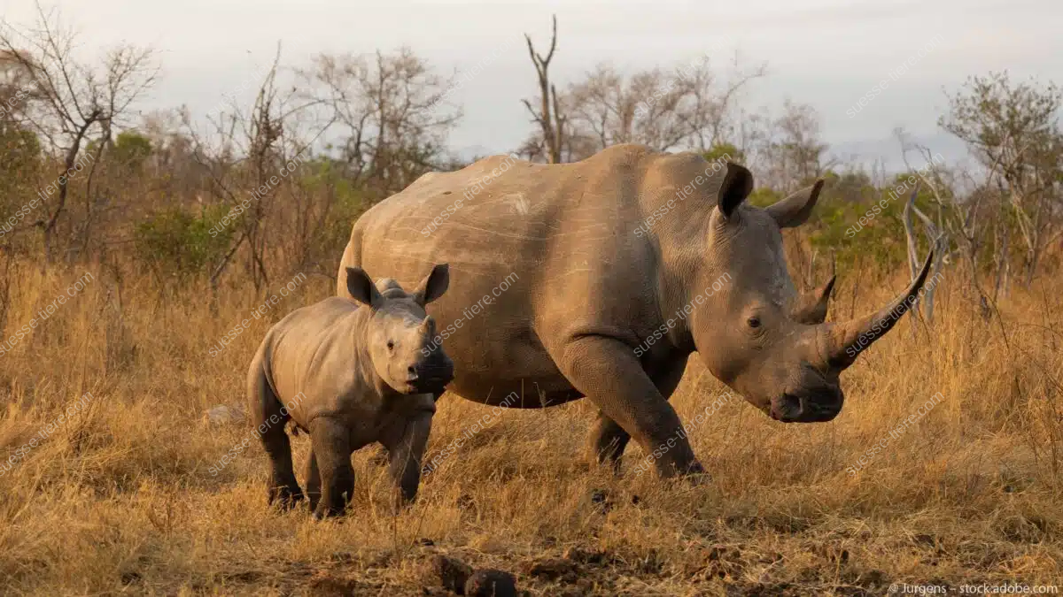 Ein Nashorn läuft mit seinem Jungtier durch die trockene Savanne.