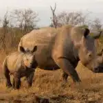 Ein Nashorn läuft mit seinem Jungtier durch die trockene Savanne.