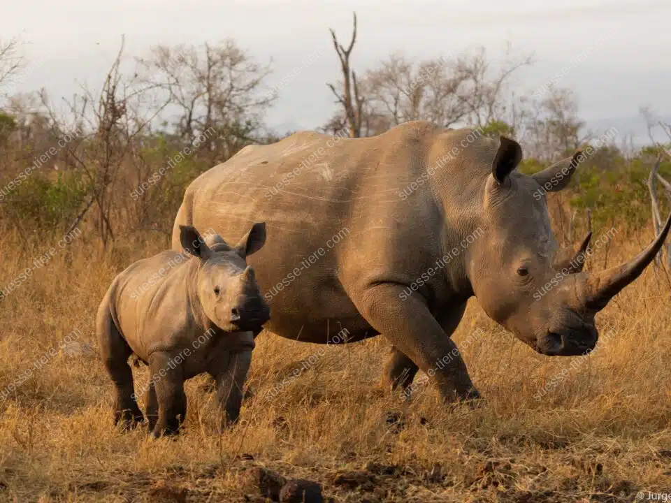 Ein Nashorn läuft mit seinem Jungtier durch die trockene Savanne.