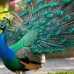 Ein Pfau mit leuchtend blau-grünem Federkleid schlägt sein Rad in einem Garten.